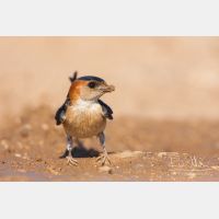 3419 x 2280_Px _RM_110612_MG_4115.jpg