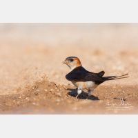 3477 x 2318_Px _RM_110612_MG_4098.jpg