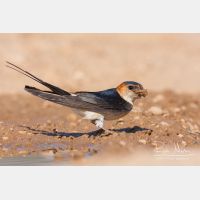 3564 x 2376_Px _RM_110612_MG_4232.jpg