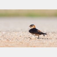 3576 x 2384_Px _RM_110612_MG_4081.jpg