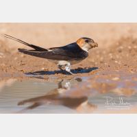 3636 x 2424_Px _RM_110612_MG_4205.jpg