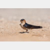 3670 x 2447_Px _RM_110612_MG_4087.jpg