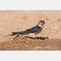 3773 x 2515_Px _RM_110612_MG_4286.jpg