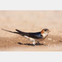 3888 x 2592_Px _RM_110612_MG_4141.jpg