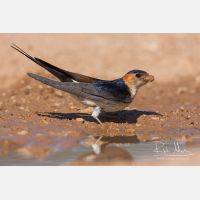 3888 x 2592_Px _RM_110612_MG_4272.jpg