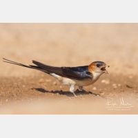 4072 x 2715_Px _RM_110612_MG_4141_b.jpg