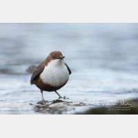 3312 x 2208_Px _RM_110108_MG_6741.jpg