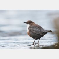 3789 x 2526_Px _RM_110108_MG_6727.jpg