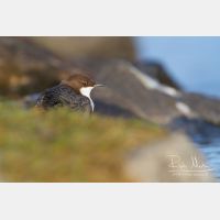 4105 x 2737_Px _RM_111228_MG_0562.jpg