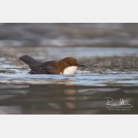 4532 x 3021_Px _RM_111228_MG_0689.jpg