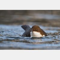 4538 x 3025_Px _RM_111228_MG_0842.jpg