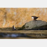 4620 x 3080_Px _RM_150410_MG_3580.jpg