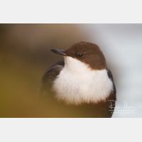 4627 x 3085_Px _RM_111228_MG_0767.jpg