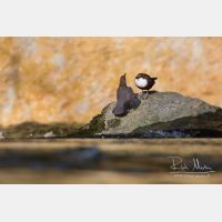 4769 x 3179_Px _RM_150410_MG_3591.jpg