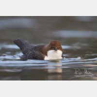 4815 x 3210_Px _RM_111228_MG_0864.jpg