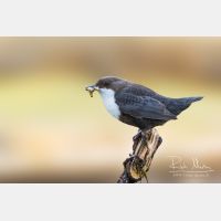 4824 x 3216_Px _RM_160611_MG_4379_b.jpg