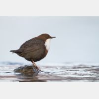 4977 x 3318_Px _RM_111228_MG_0942.jpg