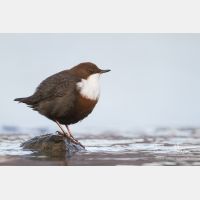 5035 x 3357_Px _RM_111228_MG_0951.jpg