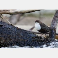 5472 x 3648_Px _RM_160611_MG_4396.jpg