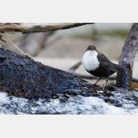 5472 x 3648_Px _RM_160611_MG_4397.jpg