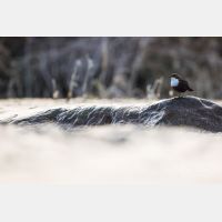 5677 x 3785 Px   _RM_200122_D4_9436.jpg