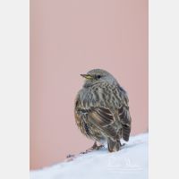 3456 x 5184_Px _RM_140218_MG_0987.jpg