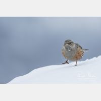 4436 x 2958_Px _RM_170210_MG_5922.jpg