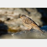 4529 x 3019_Px _RM_110903_MG_0687.jpg