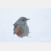 4603 x 3068_Px _RM_170211_MG_9154.jpg