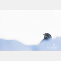 4637 x 3091_Px _RM_170211_MG_8654.jpg