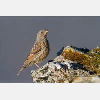 4735 x 3156_Px _RM_110903_MG_0693.jpg