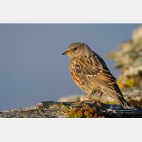 4800 x 3200_Px _RM_110903_MG_0575.jpg