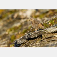 4901 x 3268_Px _RM_110903_MG_0522.jpg