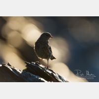 4931 x 3287_Px _RM_110903_MG_0497.jpg