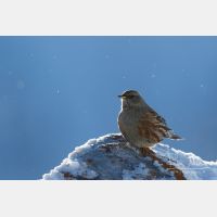 4952 x 3301_Px _RM_170211_MG_7270.jpg