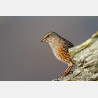 4962 x 3308_Px _RM_110903_MG_0581.jpg