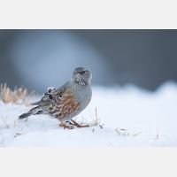 4986 x 3324_Px _RM_170211_MG_9169.jpg