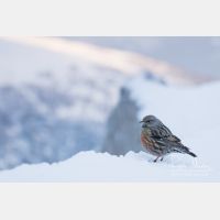 5020 x 3347_Px _RM_170210_MG_6784.jpg