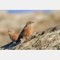 5184 x 3456_Px _RM_110903_MG_0506.jpg