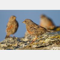 5184 x 3456_Px _RM_110903_MG_0567.jpg