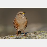 5184 x 3456_Px _RM_110903_MG_0639.jpg