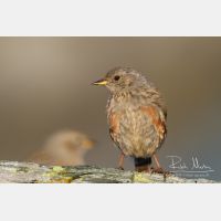 5184 x 3456_Px _RM_110903_MG_0651.jpg