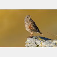 5184 x 3456_Px _RM_110903_MG_0664.jpg