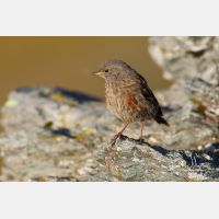 5184 x 3456_Px _RM_110903_MG_0665.jpg