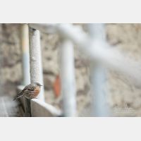 5472 x 3648 Px   _RM_180113_MG_2551.jpg