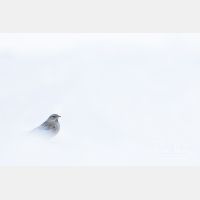 5472 x 3648_Px _RM_170212_MG_9681.jpg