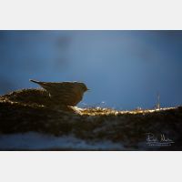 5760 x 3840 Px   _RM_190208_13A1703.jpg