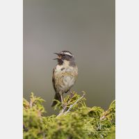 3422 x 5133_Px _RM_140515_MG_1510.jpg