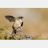 5184 x 3456_Px _RM_140514_MG_1094.jpg