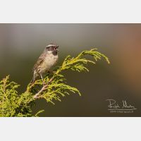 5184 x 3456_Px _RM_140515_MG_1454.jpg